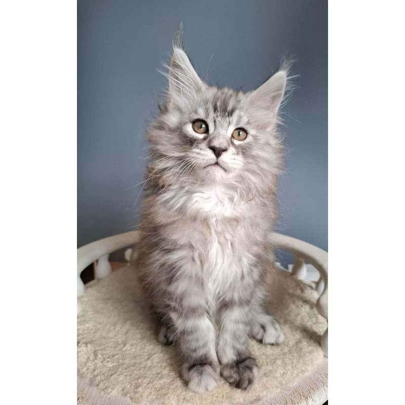 Maine Coon EZ Elvis