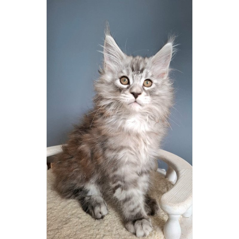 Maine Coon EZ Elvis