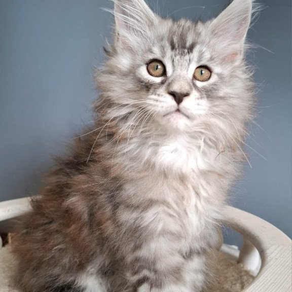 Maine Coon EZ Elvis