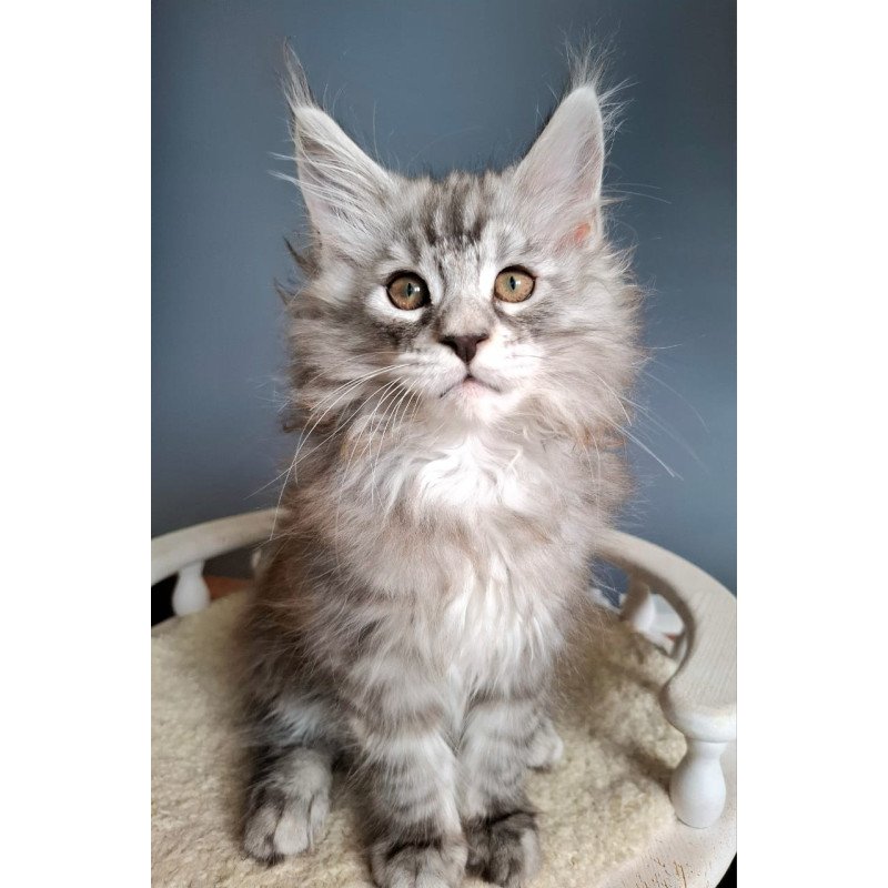 Maine Coon EZ Elvis