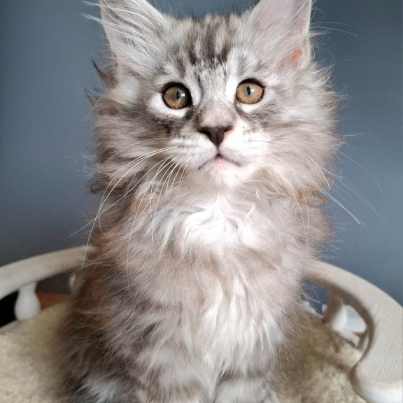 Maine Coon EZ Elvis