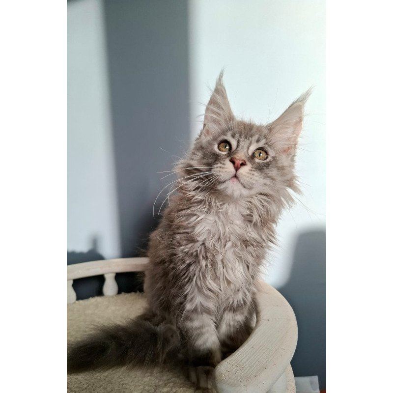 Maine Coon EZ Edison