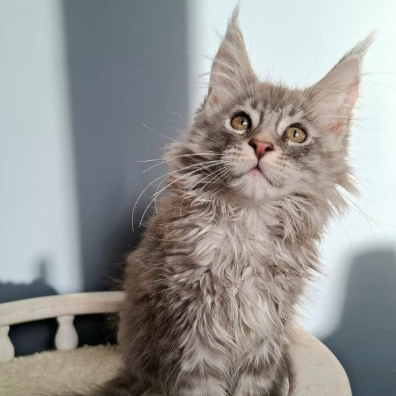 Maine Coon EZ Edison