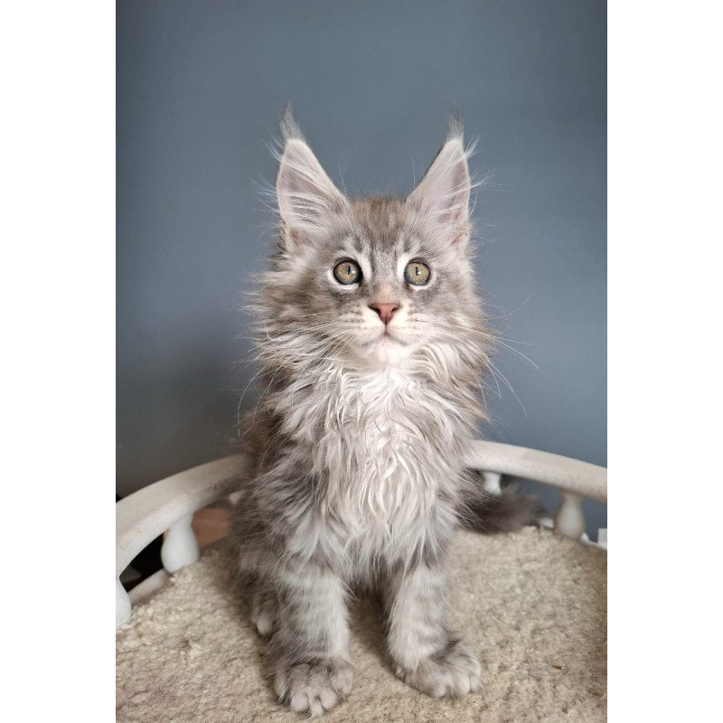 Maine Coon EZ Edison
