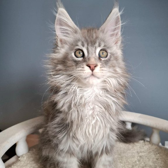 Maine Coon EZ Edison