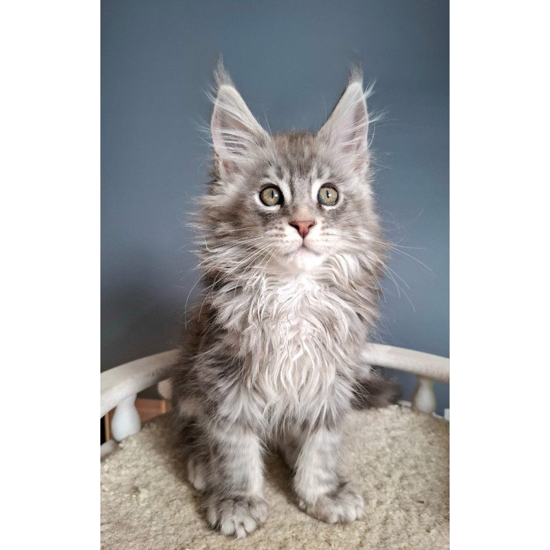 Maine Coon EZ Edison