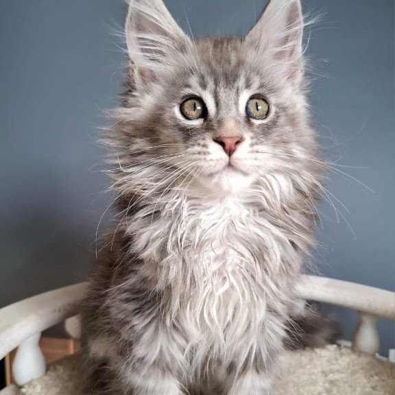 Maine Coon EZ Edison