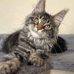 Maine Coon EZ Dianne