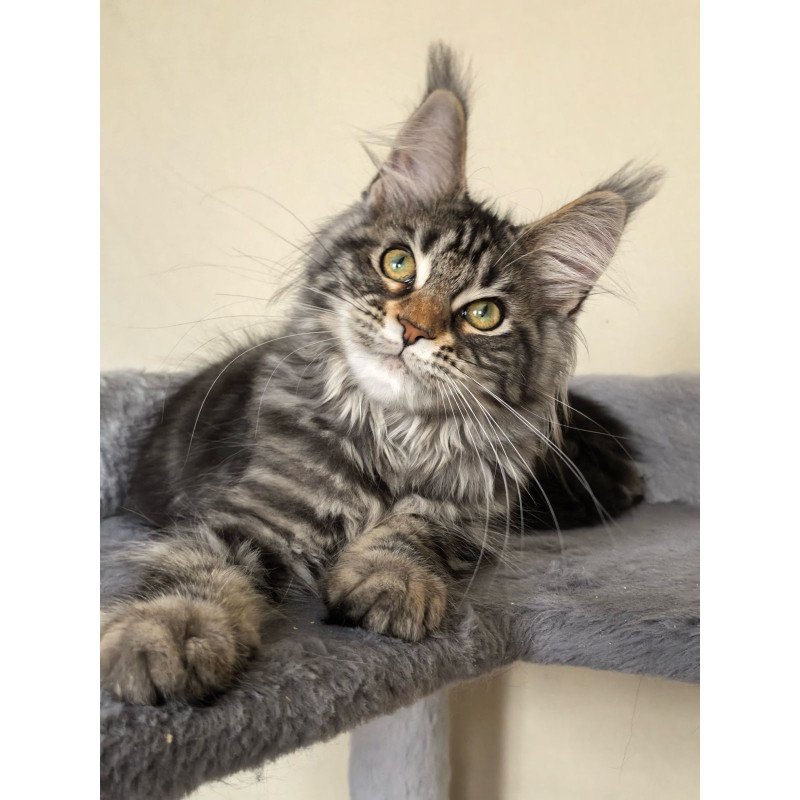 Maine Coon EZ Dianne