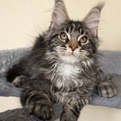 Maine Coon EZ Dianne