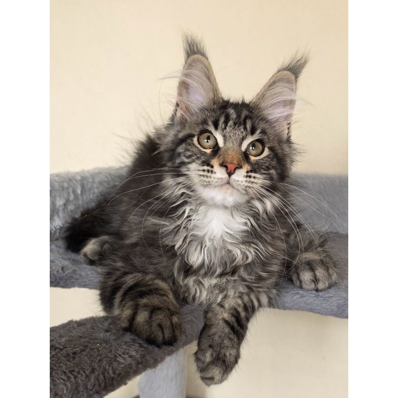 Maine Coon EZ Dianne