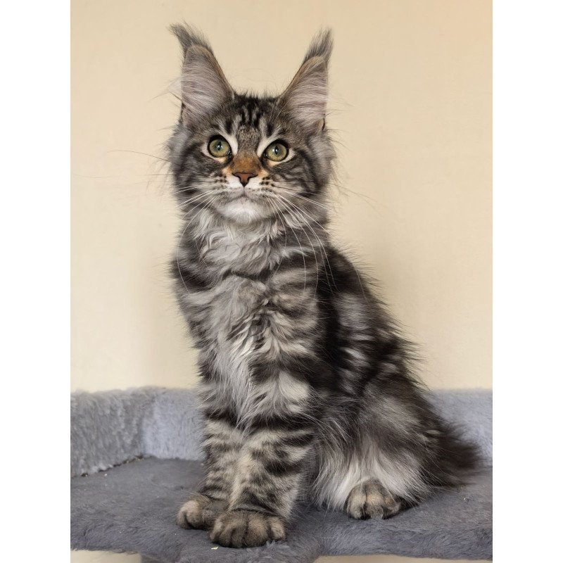 Maine Coon EZ Dianne