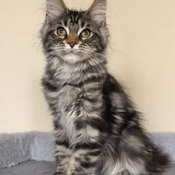 Maine Coon EZ Dianne
