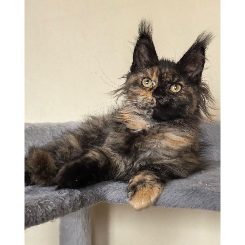 Maine Coon EZ Denise