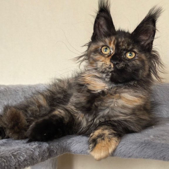 Maine Coon EZ Denise
