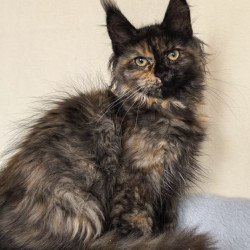 Maine Coon EZ Denise