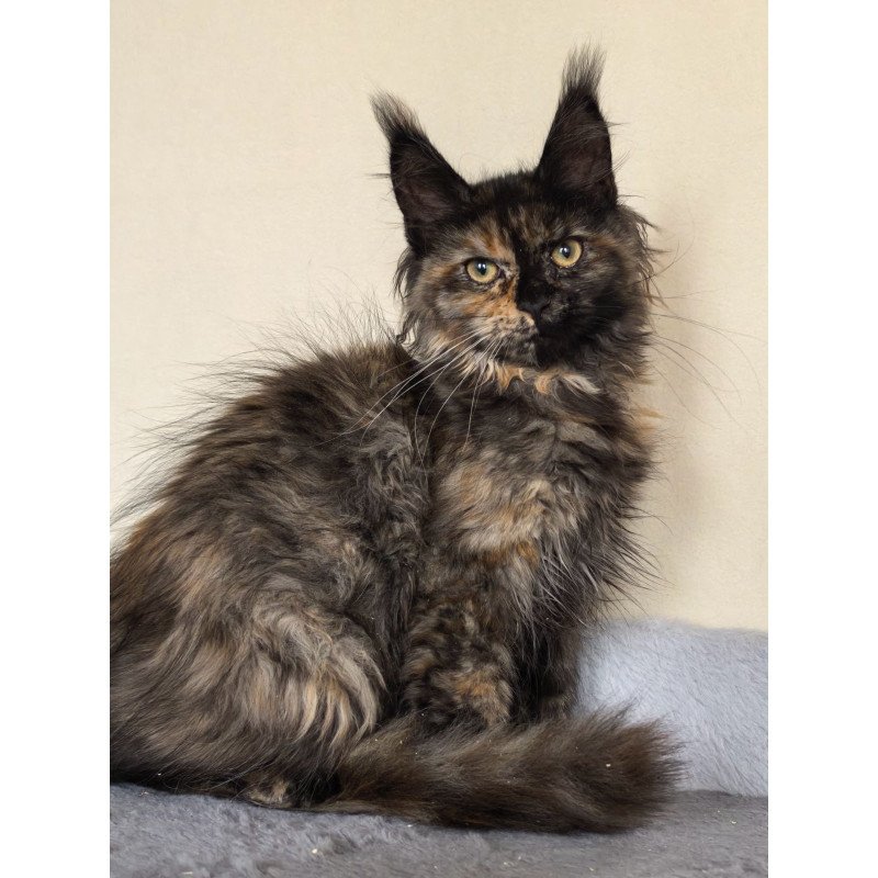 Maine Coon EZ Denise
