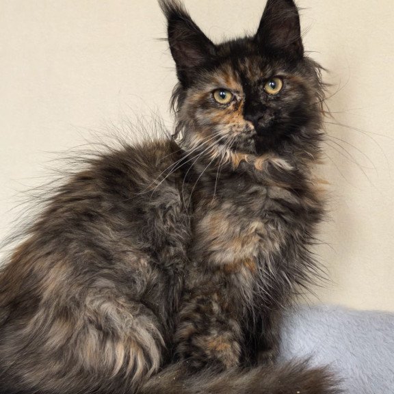 Maine Coon EZ Denise