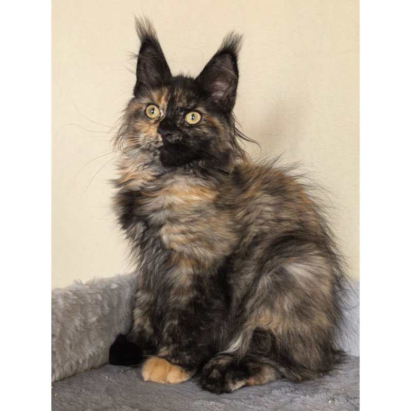 Maine Coon EZ Denise