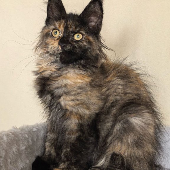 Maine Coon EZ Denise