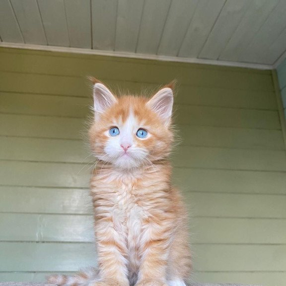 Maine Coon NOV Tutti Frutti