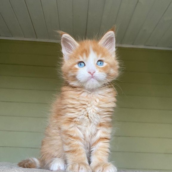 Maine Coon NOV Tutti Frutti