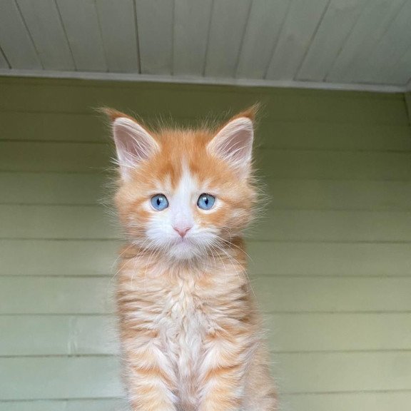 Maine Coon NOV Tutti Frutti