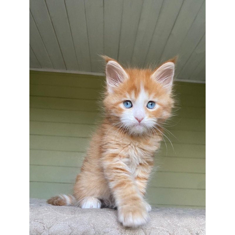 Maine Coon NOV Tutti Frutti