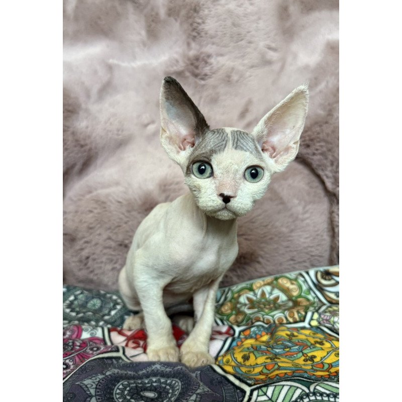 Devon Rex NOV Van