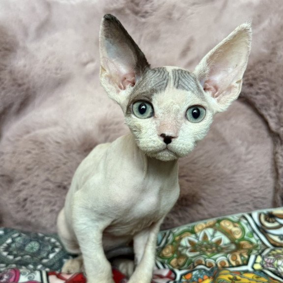 Devon Rex NOV Van