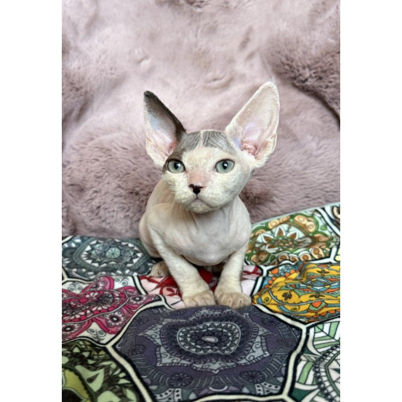 Devon Rex NOV Van