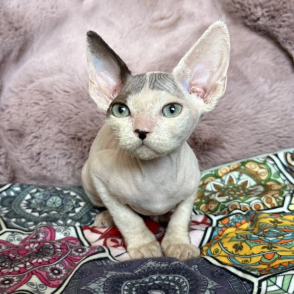Devon Rex NOV Van
