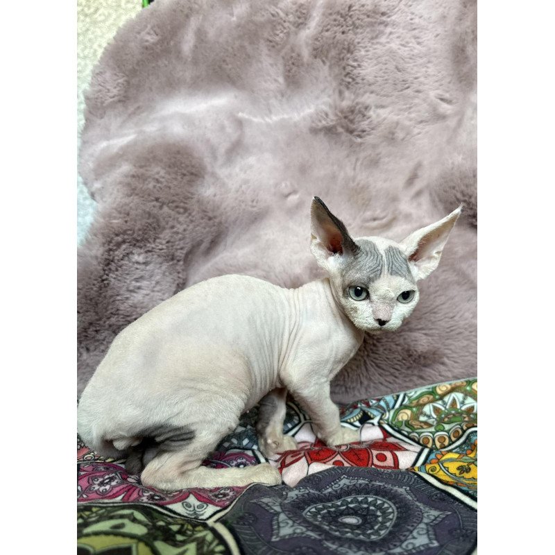 Devon Rex NOV Van
