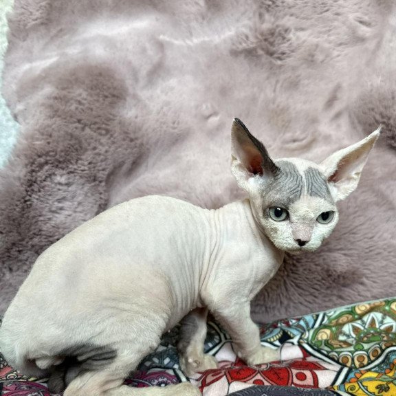 Devon Rex NOV Van