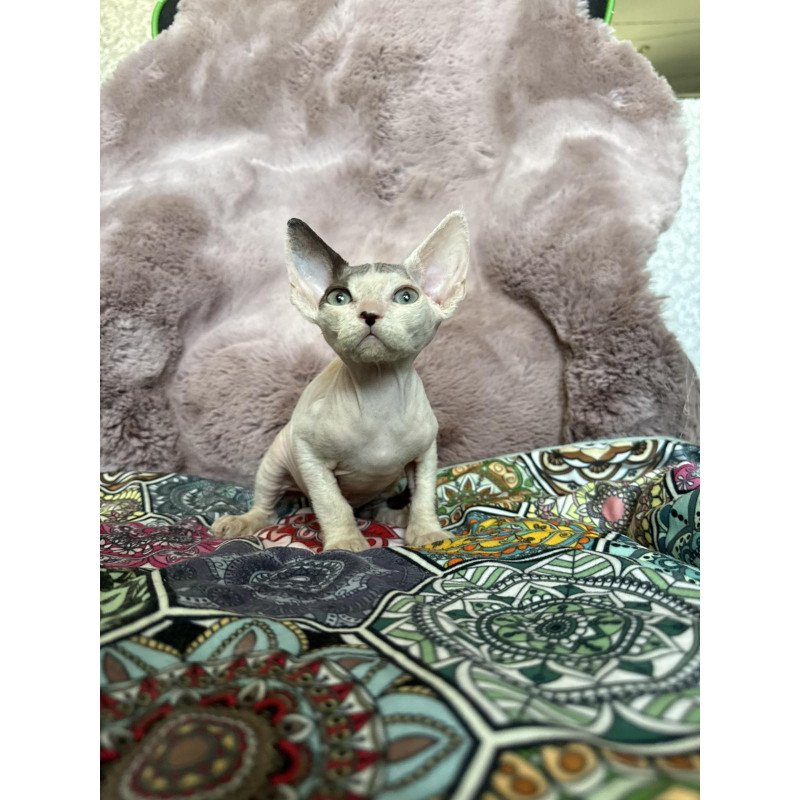 Devon Rex NOV Van