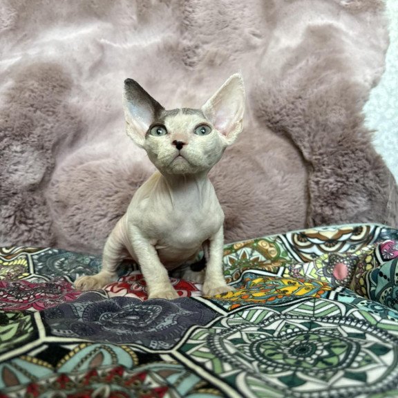 Devon Rex NOV Van