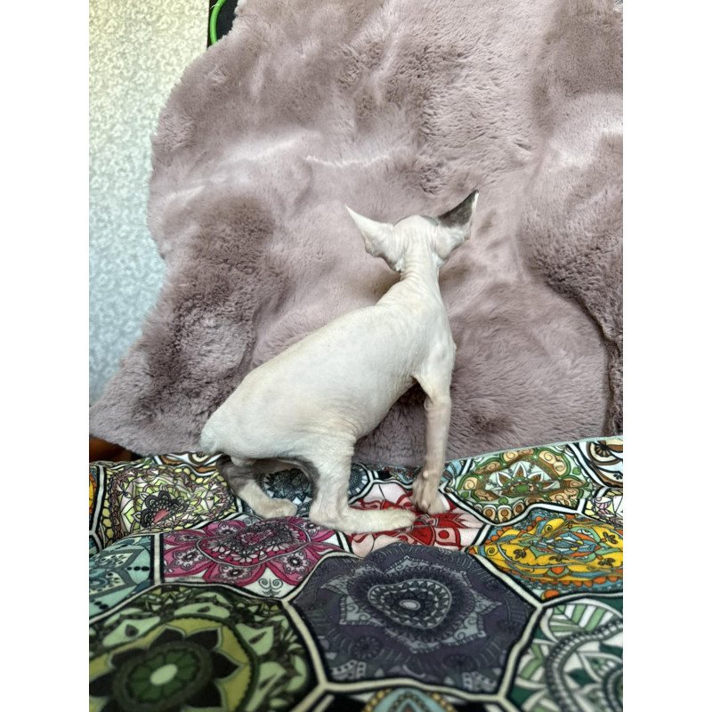 Devon Rex NOV Van