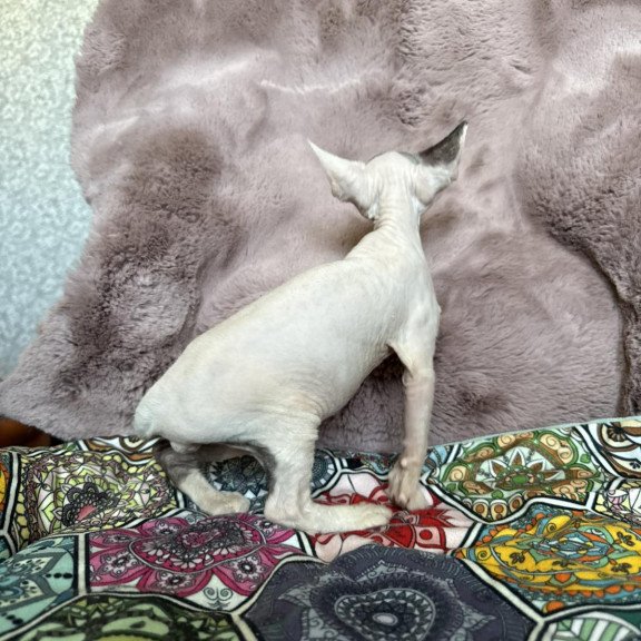 Devon Rex NOV Van