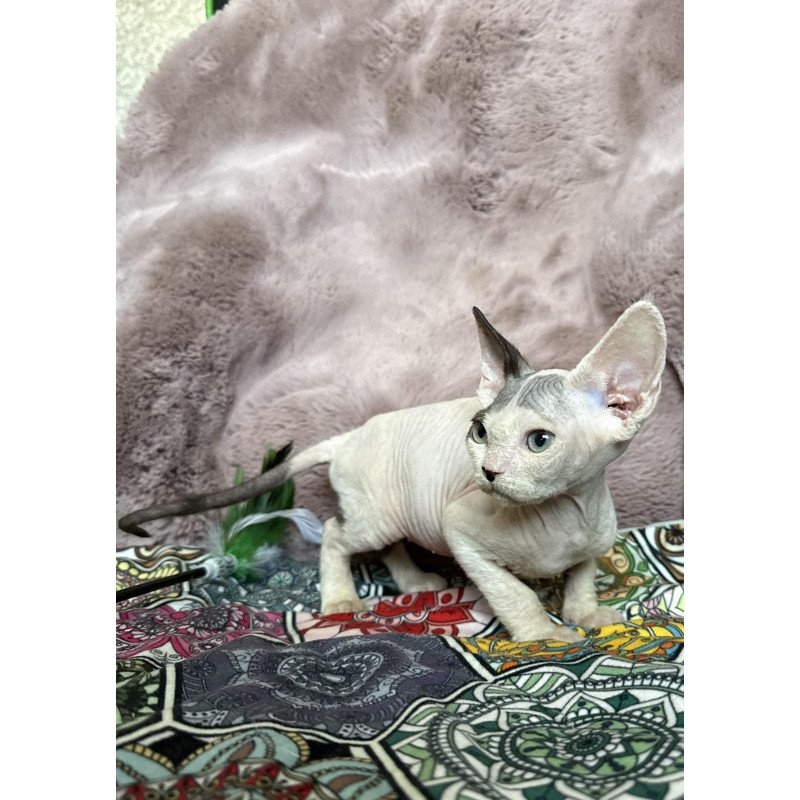 Devon Rex NOV Van