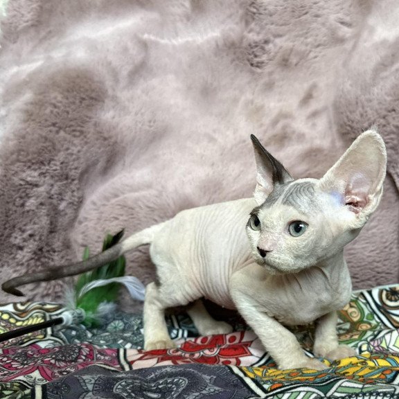 Devon Rex NOV Van