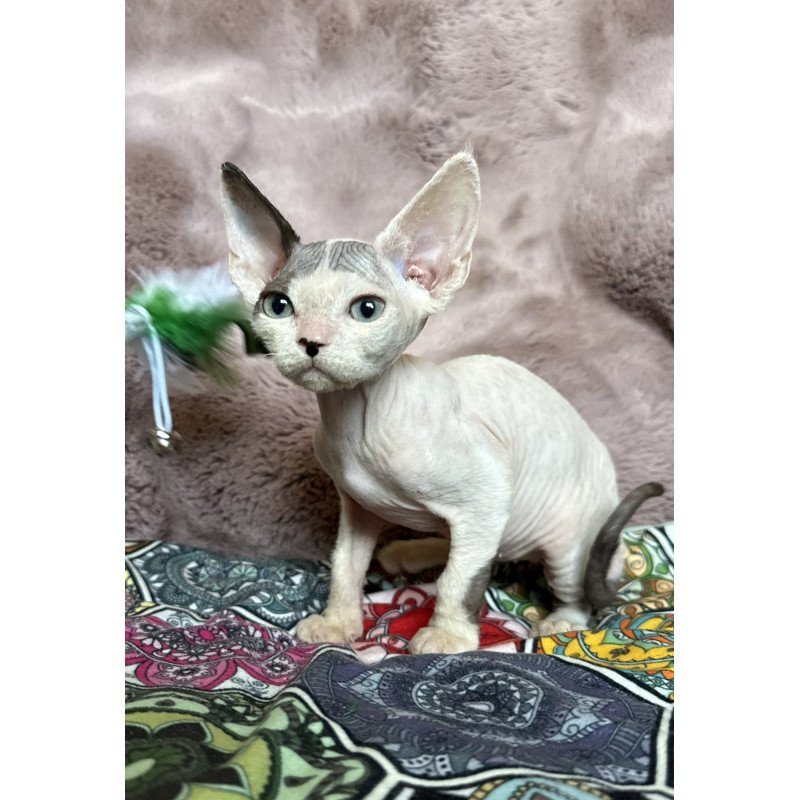 Devon Rex NOV Van