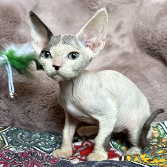 Devon Rex NOV Van