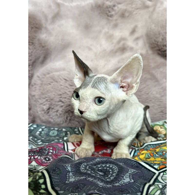 Devon Rex NOV Van
