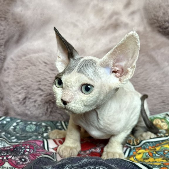 Devon Rex NOV Van