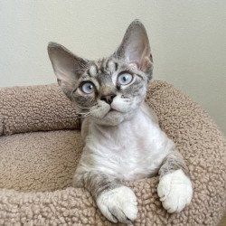 Devon Rex NOV Isolde Grace