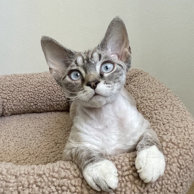 Devon Rex NOV Isolde Grace
