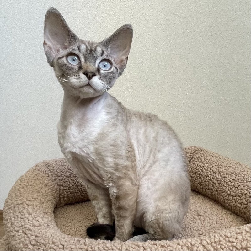 Devon Rex NOV Isolde Grace