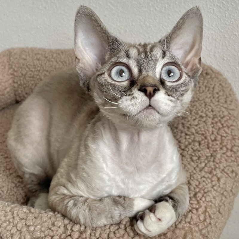 Devon Rex NOV Isolde Grace