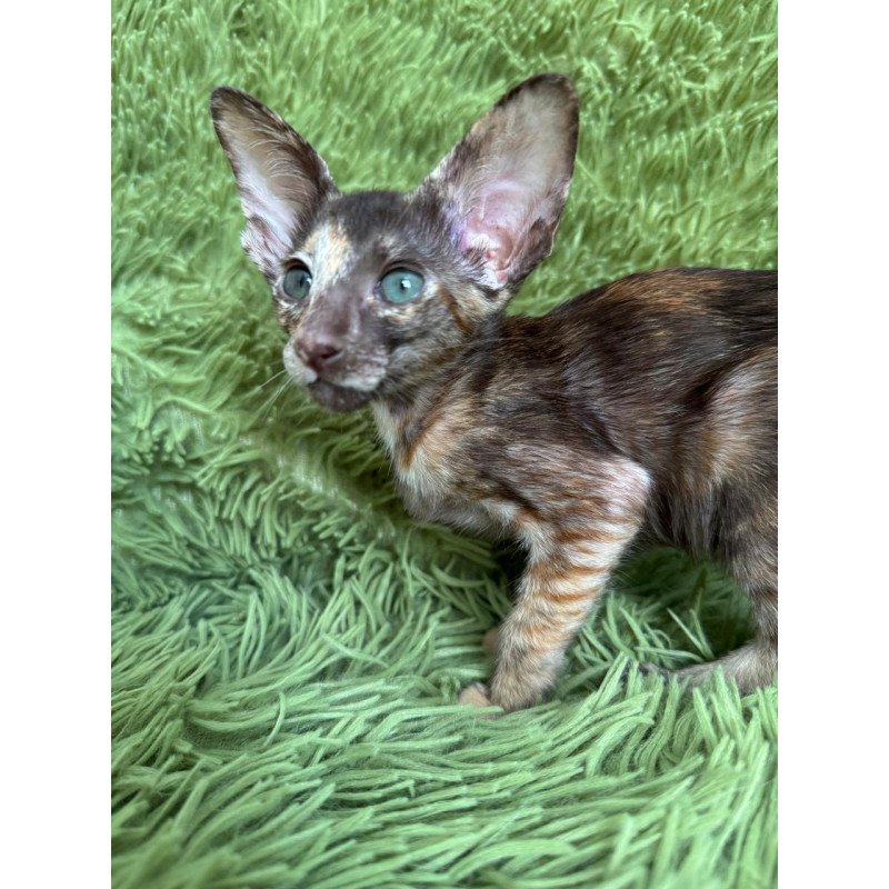 Oriental NOV Lady