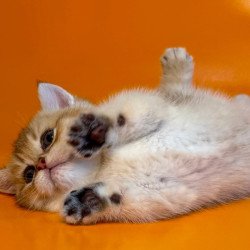 Munchkin Frosti